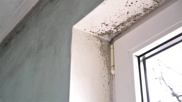 Attic Mold Removal in Rimersburg, PA