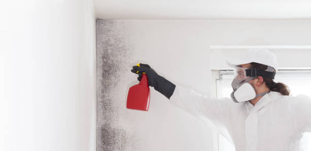Best Local Mold Removal Service  in Rimersburg, PA