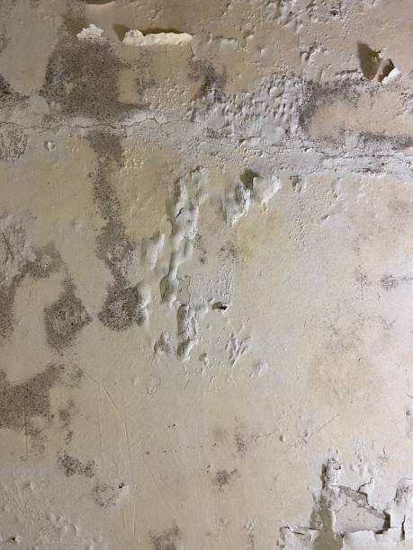 Best Black Mold Removal  in Rimersburg, PA