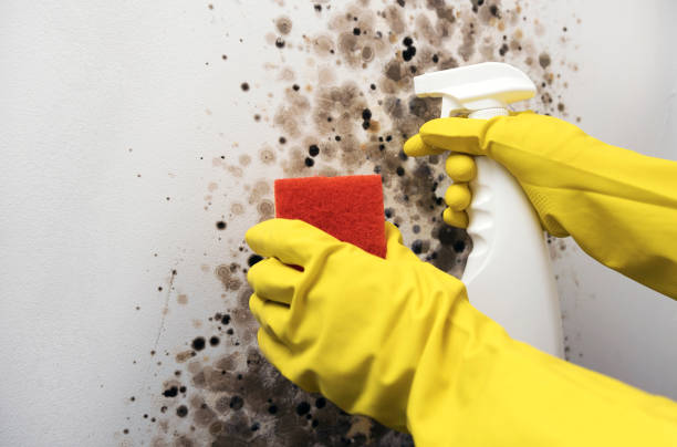 Best Crawl Space Mold Removal  in Rimersburg, PA