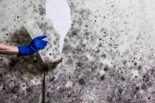 Mold Testing and Removal in Rimersburg, PA